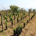 3- la vigna seprimentale di Mascali