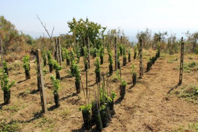 Torneremo a bere il vino degli antichi Romani. Alcuni ricercatori siciliani provano a coltivare le viti con le tecniche descritte da Virgilio e Columella