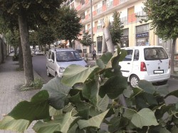 Arbusto divelto in Viale Regina Margherita