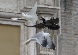 gabbiano