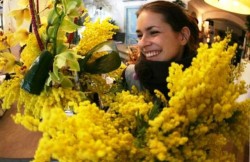 Mimose, simbolo della giornata della donna