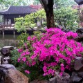 shanghai_yuyuan_garden_ee