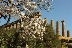 mandorlo-in-fiore-agrigento