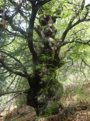 QUERCIA SECOLARE (760 x 1013)corretta