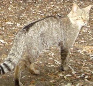 Parco dell’Etna / Progetto per conoscere e tutelare il gatto selvatico, straordinario esemplare di biodiversità sul vulcano