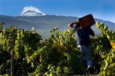 Agricoltura / Caldo sui vigneti: irrigare sì o no? L’enologo Foti: “Sull’Etna con un approccio corretto la vite si autogoverna”