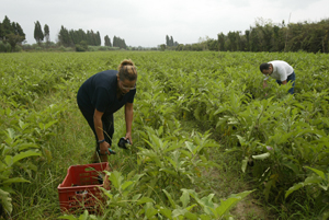 Una legge positiva / L’agricoltura sociale tesse le relazioni e premia i territori