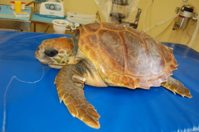 Ambiente / Tartalife: il 22 agosto è il Tarta-day, Giornata nazionale dedicata alle “caretta caretta” nel Mediterraneo