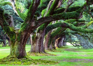 Uomo e natura / Per ogni terrestre ci sono sulla terra 422 alberi