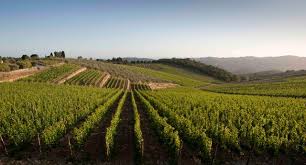 Guida “parziale” / Le strade del vino secondo Lonely planet: non ci sono l’Etna, Pantelleria, Marsala…e la Toscana!