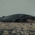 Un fotogramma tratto dal corto ‘Whale Valley’ (Danimarca –         Islanda)