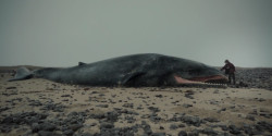Un fotogramma tratto dal corto 'Whale Valley' (Danimarca - Islanda)