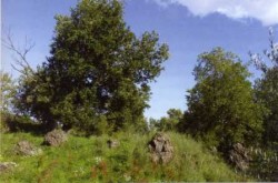 Resti arborei del Bosco di Aci