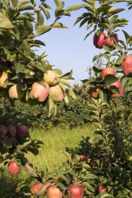 Agricoltura / Anche l’orto scomparirà? Solfato di rame e zolfo non più in libera vendita. Ora serve il patentino