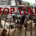 corret stop cane a Yulin
