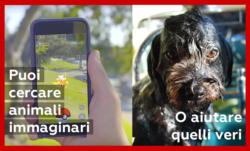 campagna cani  disugual