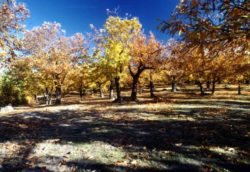 coret blu autunno (508 x 349)