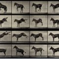 a-horse-rearing-and-bucking-eadweard-muybridge-1887-25-5-x-32-cm-courtesy-wellcome-library-london-744-x-593-372-x-296