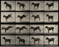 a-horse-rearing-and-bucking-eadweard-muybridge-1887-25-5-x-32-cm-courtesy-wellcome-library-london-744-x-593-372-x-296