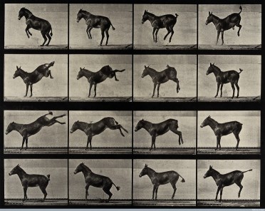 Acireale / Dal primo dicembre al Credito Siciliano mostra del fotografo inglese Muybridge