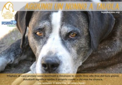 LNDC / “Aggiungi un nonno a tavola”: adottare un cane anziano di un canile è un grande gesto d’amore