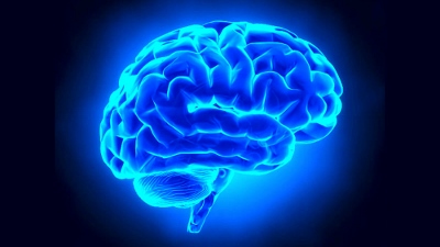Scienze e salute / Da oggi a domenica 19 La “Settimana del cervello” per conoscere meglio l’organo più complesso del corpo umano