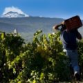 vigneti-alle-pendici-dell-etna web