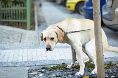 Punti di vista 10 / Un nuovo sport diffuso in città. Nessuna disparità fra centro e periferia