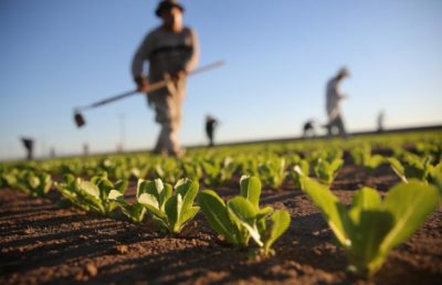 Agricoltura / Giornata del Ringraziamento: la terra, casa e risorsa