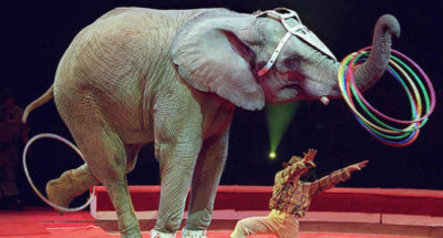 Stop agli animali nei circhi / In Italia arriva la legge delega di riordino nel settore dello spettacolo