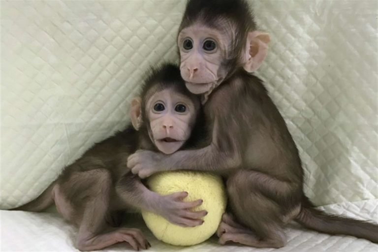 Scienza / Clonate due scimmie dopo la pecora Dolly. L’esperimento è criticato dalla Chiesa