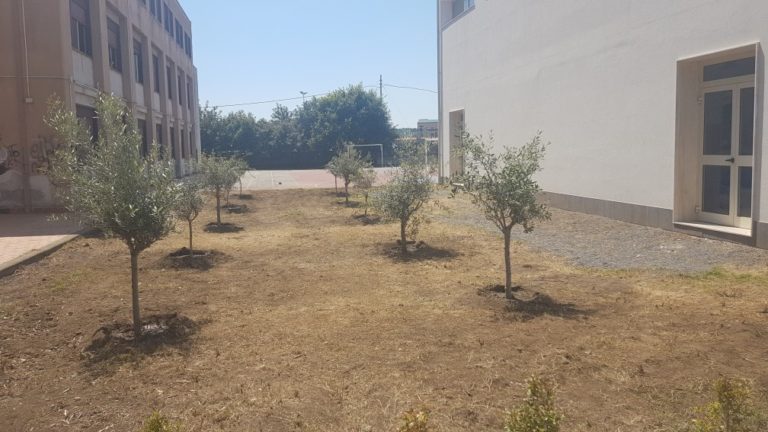 Ecologia / Per la “Giornata della Terra” il liceo Gulli e Pennisi di Acireale inaugura 41 ulivi donati dal Rotary club