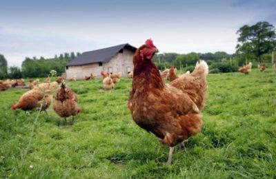 Albania / Una Messa per le galline è una Messa per la vita