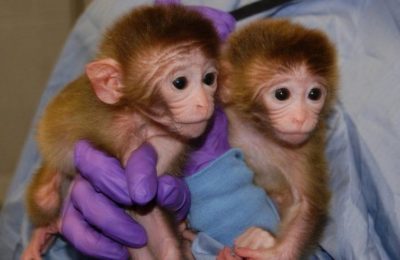 Bioetica / La clonazione dei macachi geneticamente modificati: rispettare gli animali è un obbligo