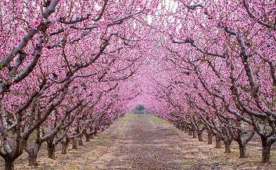 Verso la Pasqua – 1 / Il nostro Dio è amorevole, amabile, amante all’infinito