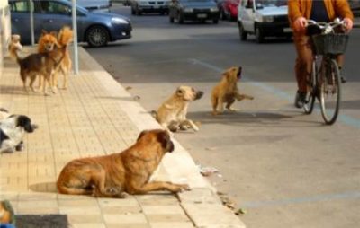 Aci S. Antonio / Istituito ufficio per la protezione degli animali e lotta al randagismo