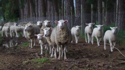 Coronavirus infezioni zoonotiche