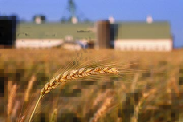 Coronavirus e agricoltura / Compag: “E’ allarme finanziario nella filiera del grano duro”