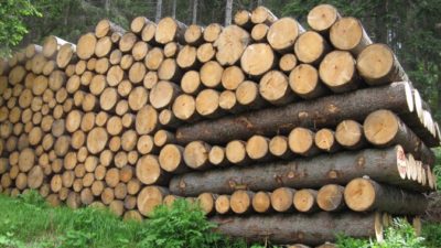 Economia / Progetto “Legal wood” per arginare nel mercato europeo l’importazione illegale del legno