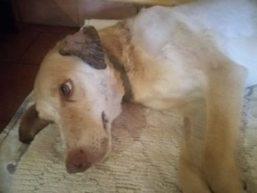 Solidarietà /  Aspetta di essere adottata la cagnolina ferita da un dardo e salvata dal Servizio veterinario di Giarre