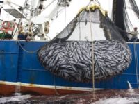pesca selvaggia