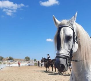 Sport equestre / A Militello in Val Catania il cavallo ambasciatore di cultura nella Fiera mediterranea