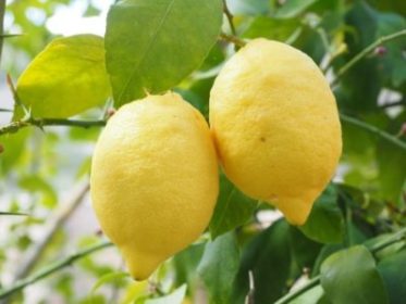 Agricoltura / Il limone dell’Etna riconosciuto prodotto IGP. Soddisfazione del consorzio promotore