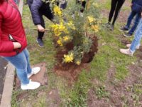 aci-santantonio-mimose-degasperi