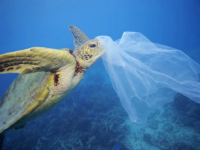 Mare-Jonio-varianti-inquinamento-wwf