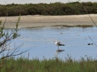 Riserva naturale Vendicari gabbiano reale