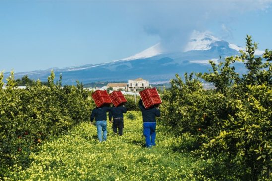 frutta della terra di Sicilia