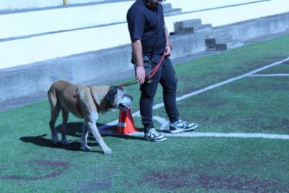 Bicocca-educazione assistita con animali