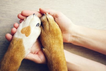 gentilezza verso gli animali