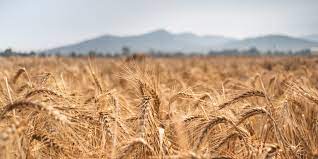 Qualità Agroalimentare